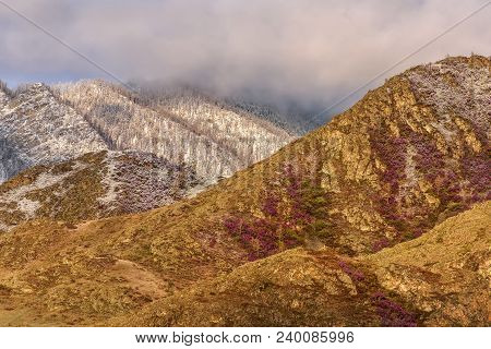 Spring Contrast Of Bright Purple Flowers Of Ledum And White Snow On The Slopes Of The Mountains In T