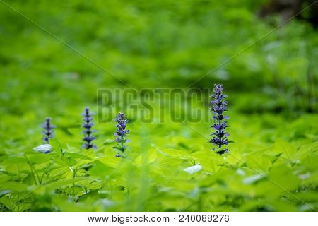 Blue Ajuga Flowers Also Known As Bugleweed, Ground Pine Or Carpet Bugle - Detail From Spring Or Summ