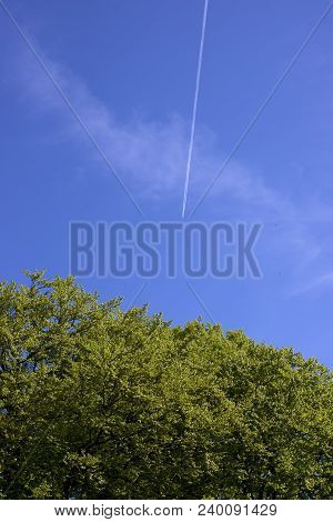 White Stripe From One Plane Over Springtime Forest Sky Blue, Seen From Below.