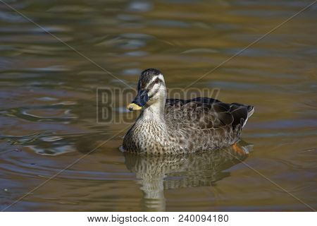 Chinese Spot-billed Duck - Anas Poecilorhyncha Zonorhyncha