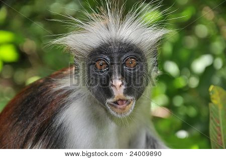 Colobus