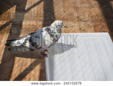 Homemade Mottled Pigeon Breed English Tippler Sitting On The Edge Of A Bathtub With Water