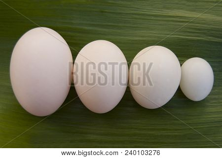 Eggs Of Different Birds: Goose, Duck, Chicken And Pigeon Lie In A Row In Size On The Green Leaf Of T