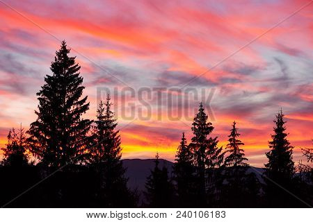 Majestic Sky, Pink Cloud Against The Silhouettes Of Pine Trees In The Twilight Time. Carpathians, Uk