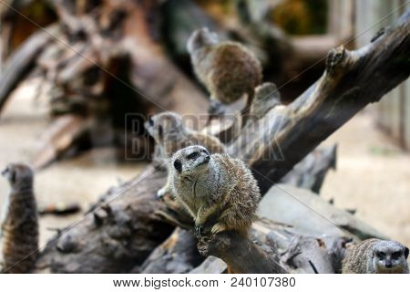 Family Wild African Meerkats On The Tree Trunk. Photography Of Wildlife.