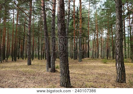 View Of A Large Rare Spruce Forest, Background