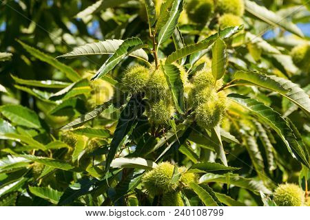 Chestnut tree plant showing green fruit with sharp spiny cupule, burr growing in Western Australia (Castanea)