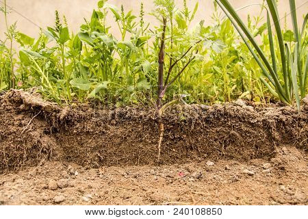 Soil Cut And Growing Plant With Underground Root Visible. Close Up Shot.