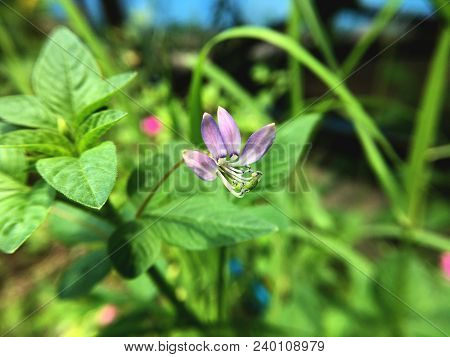 Close Up Cleome Viscosa Flower In Nature Garden