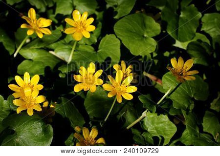 Bright Yellow Flowers With Large Leaves. Background