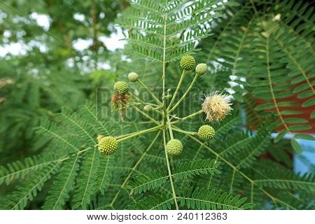 Close Up Leucaena Glauca Plant In Nature Garden