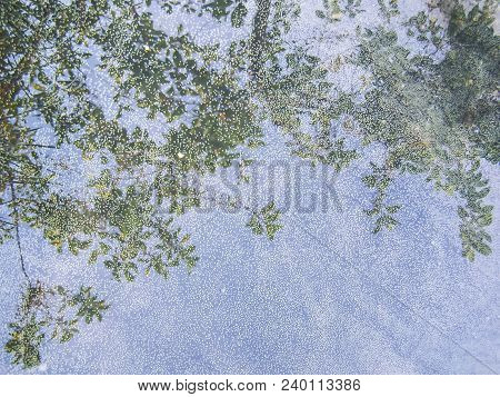 Bubbles In The Water, Reflection Of A Tree. Background, Abstraction.