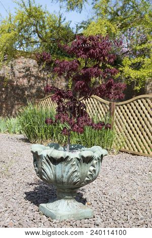 Acer Palmatum Or Japanese Maple Shrub Growing In A Container In An Oramental Garden With Gravel Surr