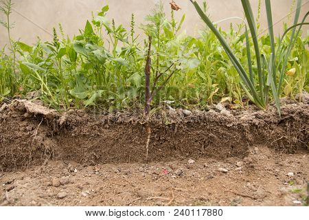 Soil Cut And Growing Plant With Underground Root Visible. Close Up Shot.