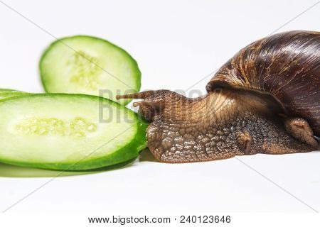 Snail Eating Cucumber On A White Background , Beauty And Health