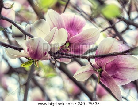 Bright Magnolias In Kiev Botanical Garden At Spring Time. Kiev City, Ukraine