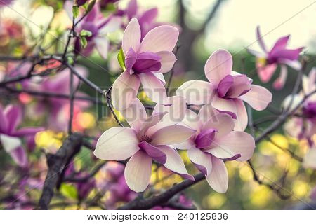 Bright Magnolias In Kiev Botanical Garden At Spring Time. Kiev City, Ukraine