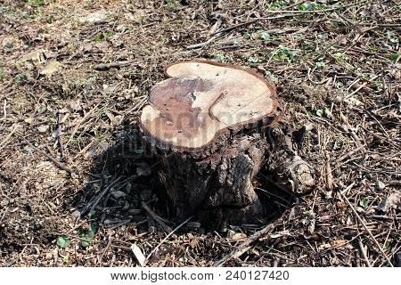 Old Cut Down Partially Dried Tree Stump Surrounded With Dried Branches, Fallen Leaves And Small Gree