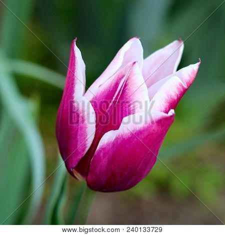 Biautiful Big White And Lilac Tulip . Photo. Flowers Spring