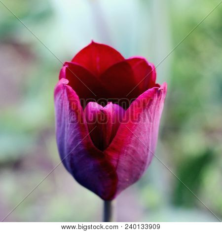 Biautiful Big Black Or Dark Red Tulip. Photo. Flowers Spring
