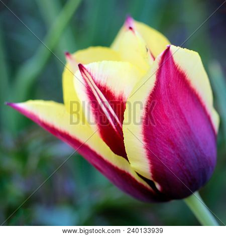 Biautiful Big Yellow And Lilac Tulip . Photo. Flowers Spring