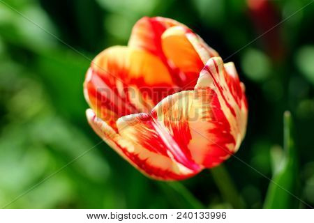 Biautiful Big Red And Yellow Tulip. Photo. Flowers Spring