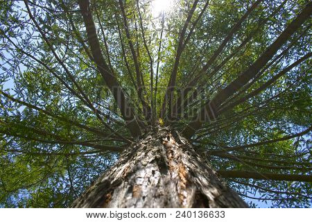 Several Redwood Trees In Full Nature A Sunny Day Of Blue Sky, In The Foreground One Of Them About El