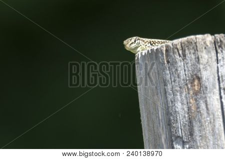 Lizard On Wooden Fence