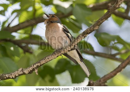 Finch Fringilla Coelebs Bird On Tree