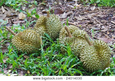 Durians, konge af tropiske frugter