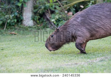 Capybara Grazing On Grass Inside Private Property. The Cabycara Is A Calm And Gentle Mammal, Very Co