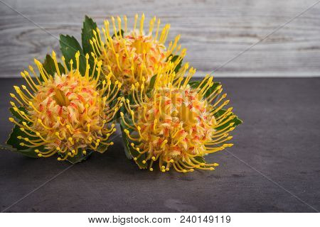 Yellow Leucospermum Cordifolium Flower (pincushion Protea) On Black Concrete Background