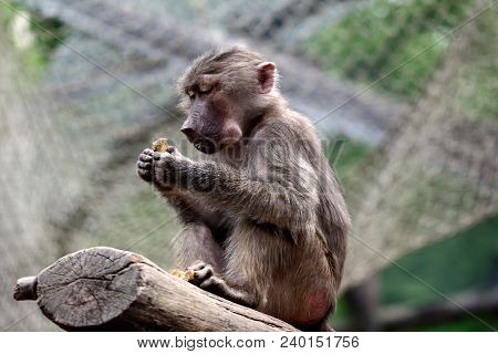 Close-up Of Old World Hamadryas Baboon Pavian Monkey.