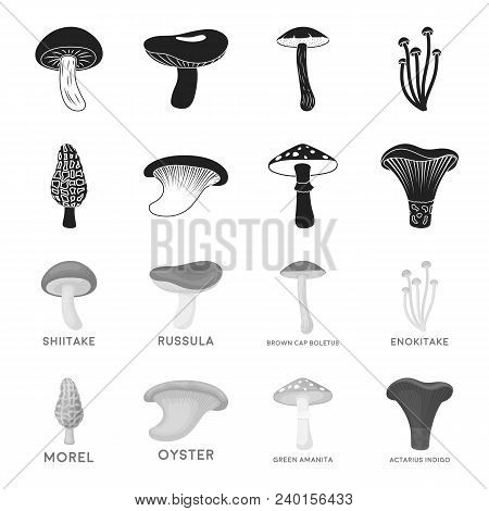 Morel, Oyster, Green Amanita, Actarius Indigo.mushroom Set Collection Icons In Black, Monochrome Sty