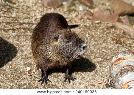 Portrait Of Coypu Nutria. Myocastor Coypus, Sitting Near The Rivershore.