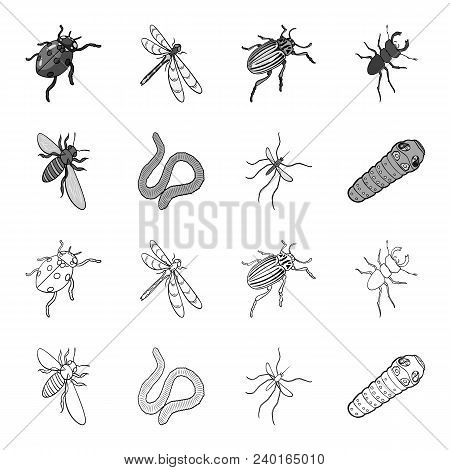 Arthropods Insect Mosquito, Bee.earth Worm, Caterpillar, Vermicular Set Collection Icons In Outline,
