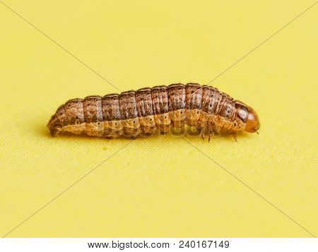 The Caterpillar Crawls On A Yellow Background .