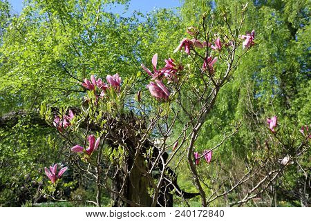 Flowering Magnolia Liliflora