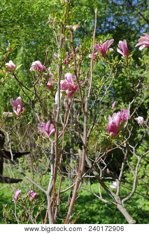Flowering Magnolia Liliflora