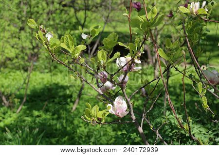 Flowering Magnolia Liliflora