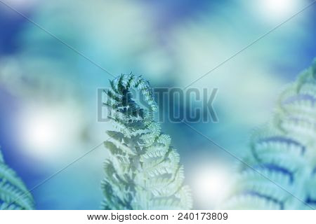 Natural Fern Leaf Closeup. Ornament Leaf Blue Toned Photo. Carved Fern Leaves Inverted Photo For Abs