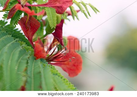 Red Acacia Flower. Closeup On Red Flowers Of Flamboyant Tree, Acacia Green Leaves
