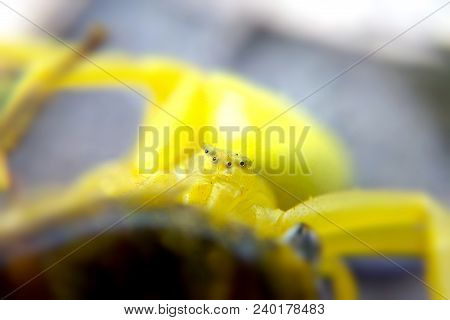 Yellow Spider Close-up Portrait Of A Blurred Background, The Insect Predator Close-up