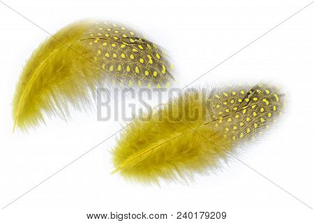 Two Fluffy Yellow Feathers With Spots Of Guinea Fowl Close Up, Isolated On A White Background - Deco