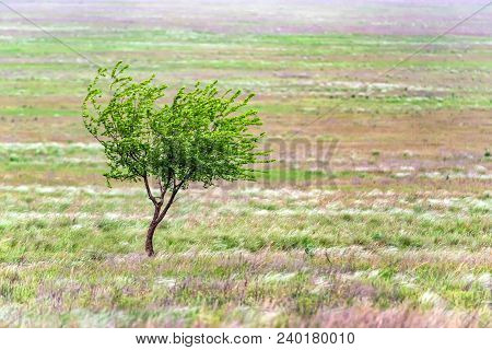 Beautiful Natural Background Of Single Lonely Tree In Foggy Steppe