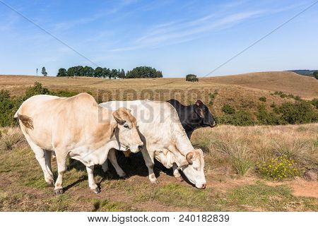 Animals Cattle Beef Farming