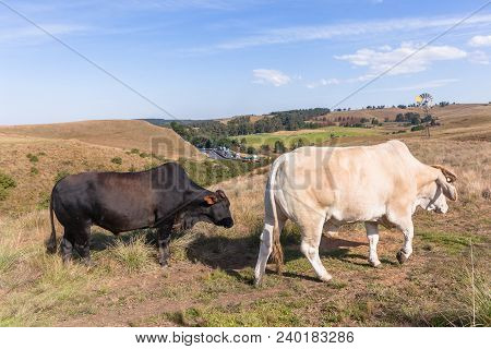 Animals Cattle Beef Farming