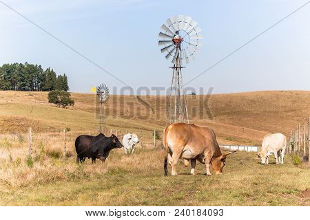 Animals Cattle Beef Farming