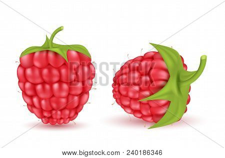 Vector Realistic Red Ripe Raspberries Isolated On Background. Natural Summer Fruit, Edible Forest Be