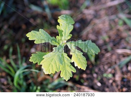 The Tiny Oaklet Age Is Less Than 1 Year In Morning Light